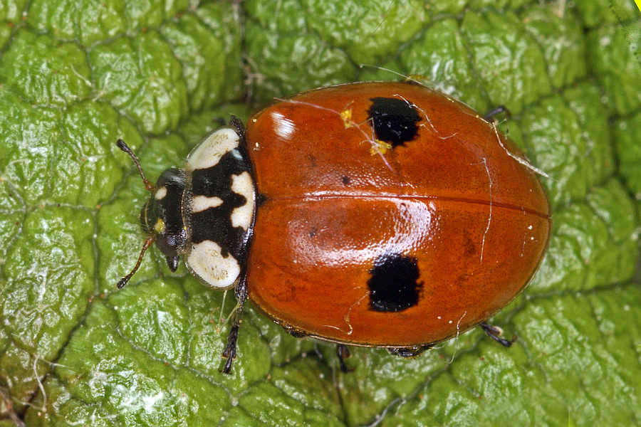 Adalia bipunctata / Zweipunkt-Marienkäfer / Marienkäfer - Coccinellidae - Coccinellinae