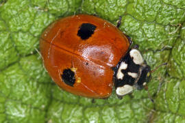 Adalia bipunctata / Zweipunkt-Marienkfer / Marienkfer - Coccinellidae - Coccinellinae