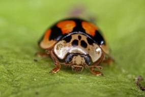 Adalia decempunctata / Zehnpunkt-Marienkfer / Marienkfer - Coccinellidae - Coccinellinae