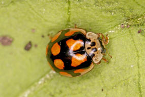 Adalia decempunctata / Zehnpunkt-Marienkfer / Marienkfer - Coccinellidae - Coccinellinae