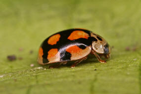 Adalia decempunctata / Zehnpunkt-Marienkfer / Marienkfer - Coccinellidae - Coccinellinae