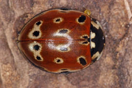 Anatis ocellata / Augenmarienkfer / Augenfleck-Marienkfer / Marienkfer - Coccinellidae - Coccinellinae