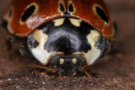 Anatis ocellata / Augenmarienkfer / Augenfleck-Marienkfer / Marienkfer - Coccinellidae - Coccinellinae