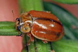 Aphidecta obliterata / Nadelbaum-Marienkfer / Marienkfer - Coccinellidae - Coccinellinae