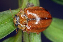 Aphidecta obliterata / Nadelbaum-Marienkfer / Marienkfer - Coccinellidae - Coccinellinae