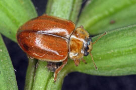 Aphidecta obliterata / Nadelbaum-Marienkfer / Marienkfer - Coccinellidae - Coccinellinae