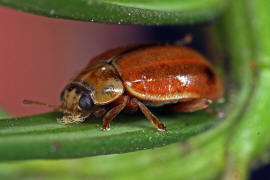 Aphidecta obliterata / Nadelbaum-Marienkfer / Marienkfer - Coccinellidae - Coccinellinae