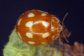 Calvia decemguttata / Zehnfleckiger Marienkfer / Marienkfer - Coccinellidae - Coccinellinae