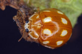 Calvia decemguttata / Zehnfleckiger Marienkfer / Marienkfer - Coccinellidae - Coccinellinae