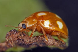 Calvia decemguttata / Zehnfleckiger Marienkfer / Marienkfer - Coccinellidae - Coccinellinae
