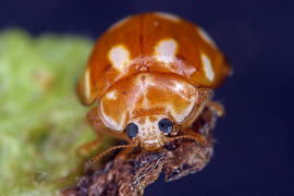 Calvia decemguttata / Zehnfleckiger Marienkfer / Marienkfer - Coccinellidae - Coccinellinae