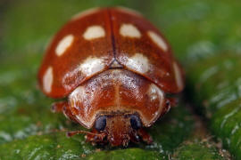 Calvia quatuordecimguttata / Vierzehntropfiger Marienkfer / Vierzehnpunkt / Marienkfer - Coccinellidae - Coccinellinae