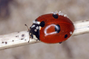 Coccinella quinquepunctata / Fnfpunkt-Marienkfer / Marienkfer - Coccinellidae - Coccinellinae