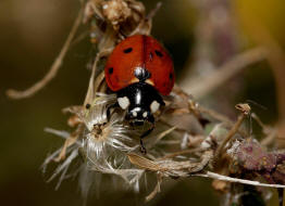 Coccinella septempunctata / Siebenpunkt Marienkfer / Marienkfer - Coccinellidae - Coccinellinae