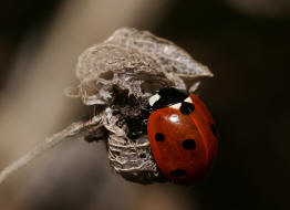 Coccinella septempunctata / Siebenpunkt Marienkfer / Marienkfer - Coccinellidae - Coccinellinae