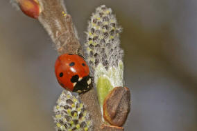 Coccinella septempunctata / Siebenpunkt Marienkfer / Marienkfer - Coccinellidae - Coccinellinae