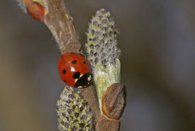 Coccinella septempunctata / Siebenpunkt Marienkfer / Marienkfer - Coccinellidae - Coccinellinae