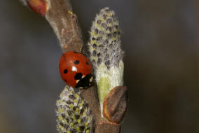 Coccinella septempunctata / Siebenpunkt Marienkfer / Marienkfer - Coccinellidae - Coccinellinae