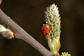 Coccinella septempunctata / Siebenpunkt Marienkfer / Marienkfer - Coccinellidae - Coccinellinae