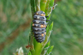 Coccinella septempunctata / Siebenpunkt Marienkfer (Larve) / Marienkfer - Coccinellidae - Coccinellinae