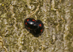 Exochomus quadripustulatus / Vierfleckiger Kugel-Marienkfer / Marienkfer - Coccinellidae - Chilocorinae