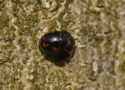 Exochomus quadripustulatus / Vierfleckiger Kugel-Marienkfer / Marienkfer - Coccinellidae - Chilocorinae