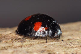 Exochomus quadripustulatus / Vierfleckiger Kugel-Marienkfer / Marienkfer - Coccinellidae - Chilocorinae