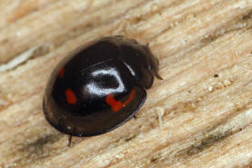 Exochomus quadripustulatus / Vierfleckiger Kugel-Marienkfer / Marienkfer - Coccinellidae - Chilocorinae