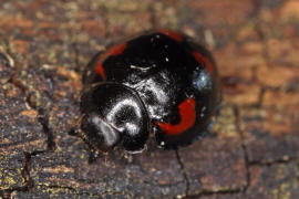 Exochomus quadripustulatus / Vierfleckiger Kugel-Marienkfer / Marienkfer - Coccinellidae - Chilocorinae