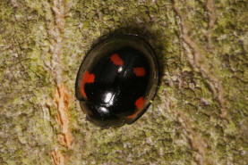 Exochomus quadripustulatus / Vierfleckiger Kugel-Marienkfer / Marienkfer - Coccinellidae - Chilocorinae