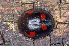 Exochomus quadripustulatus / Vierfleckiger Kugel-Marienkfer / Marienkfer - Coccinellidae - Chilocorinae