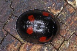 Exochomus quadripustulatus / Vierfleckiger Kugel-Marienkfer / Marienkfer - Coccinellidae - Chilocorinae