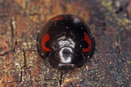 Exochomus quadripustulatus / Vierfleckiger Kugel-Marienkfer / Marienkfer - Coccinellidae - Chilocorinae