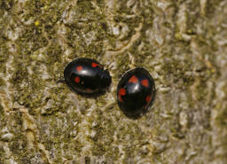 Exochomus quadripustulatus / Vierfleckiger Kugel-Marienkfer / Marienkfer - Coccinellidae - Chilocorinae