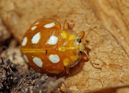 Halyzia sedecimguttata / Sechzehnfleckiger Pilz-Marienkfer / Marienkfer - Coccinellidae - Coccinellinae