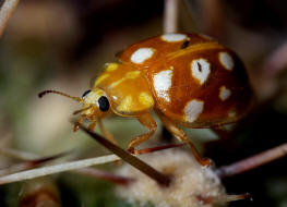 Halyzia sedecimguttata / Sechzehnfleckiger Pilz-Marienkfer / Marienkfer - Coccinellidae - Coccinellinae