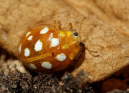 Halyzia sedecimguttata / Sechzehnfleckiger Pilz-Marienkfer / Marienkfer - Coccinellidae - Coccinellinae