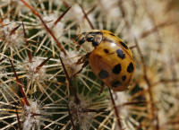 Harmonia axyridis / Asiatischer Marienkfer / Marienkfer - Coccinellidae - Coccinellinae