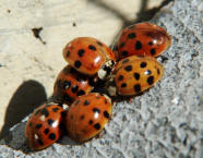 Harmonia axyridis / Asiatischer Marienkfer / Marienkfer - Coccinellidae - Coccinellinae