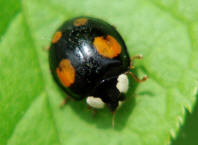 Harmonia axyridis / Asiatischer Marienkfer / Marienkfer - Coccinellidae - Coccinellinae