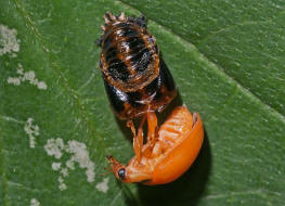 Harmonia axyridis / Asiatischer Marienkfer / Marienkfer - Coccinellidae - Coccinellinae