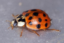 Harmonia axyridis / Asiatischer Marienkfer / Marienkfer - Coccinellidae - Coccinellinae