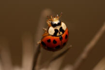 Harmonia axyridis / Asiatischer Marienkfer / Marienkfer - Coccinellidae - Coccinellinae