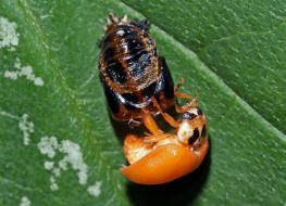 Harmonia axyridis / Asiatischer Marienkfer / Marienkfer - Coccinellidae - Coccinellinae