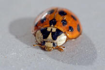 Harmonia axyridis / Asiatischer Marienkfer / Marienkfer - Coccinellidae - Coccinellinae