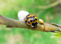 Harmonia axyridis / Asiatischer Marienkfer / Marienkfer - Coccinellidae - Coccinellinae