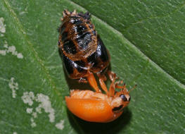 Harmonia axyridis / Asiatischer Marienkfer / Marienkfer - Coccinellidae - Coccinellinae