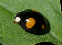 Harmonia axyridis / Asiatischer Marienkfer / Marienkfer - Coccinellidae - Coccinellinae