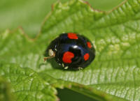 Harmonia axyridis / Asiatischer Marienkfer / Marienkfer - Coccinellidae - Coccinellinae