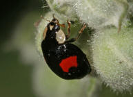 Harmonia axyridis / Asiatischer Marienkfer / Marienkfer - Coccinellidae - Coccinellinae